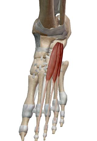 <p>Court extenseur des orteils</p>