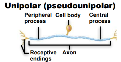 <p>Identify this neuron according to structure</p>