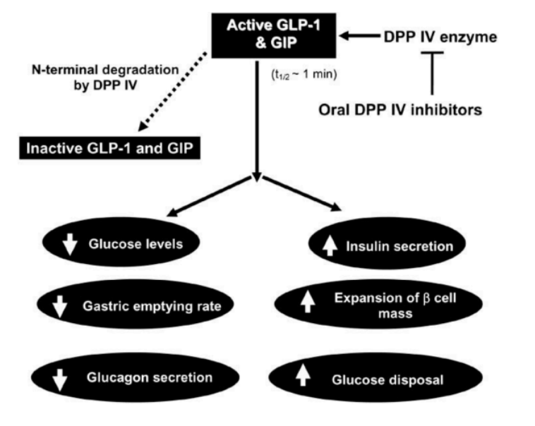 <p>Glucagon-like peptide 1</p>