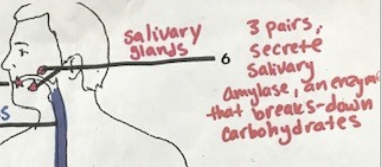 <p>3 pairs, secrete salivary amylase (an enzyme that breaks down carbohydrates)</p>