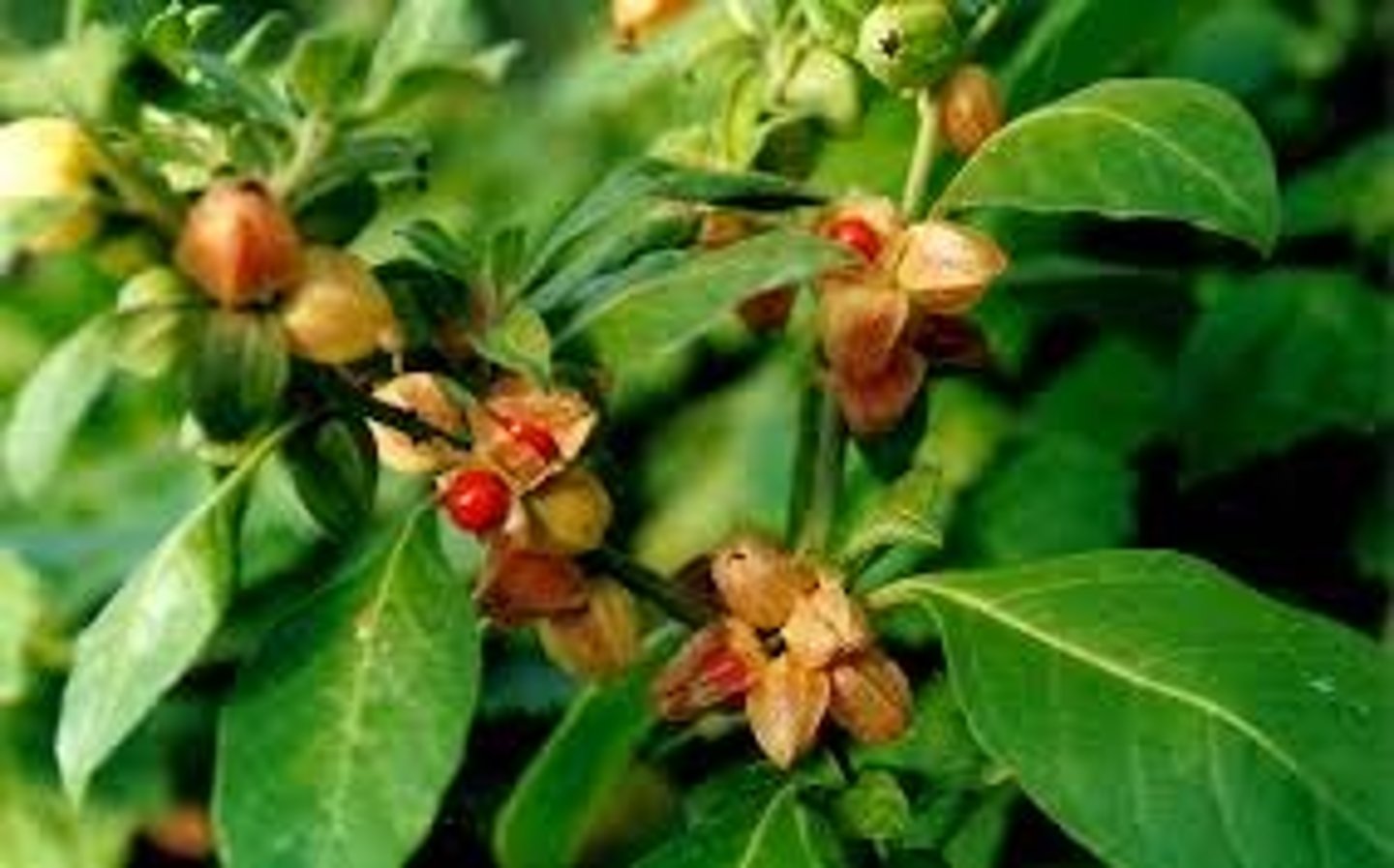 <p>Reduce stress/anxiety, improve sleep</p>