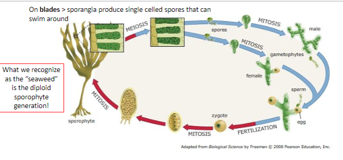 <p>alterations of generation</p><p>a 2n sporophyte (“seaweed”) produces n spores by meiosis that grow into n gametophytes that produce n gametes by mitosis that fertilize to form a new seaweed (2n sporophyte)</p>