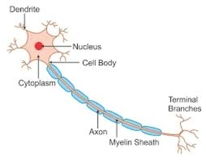 <p>The development of specific functions and structures within a cell, after it has differentiated.</p>