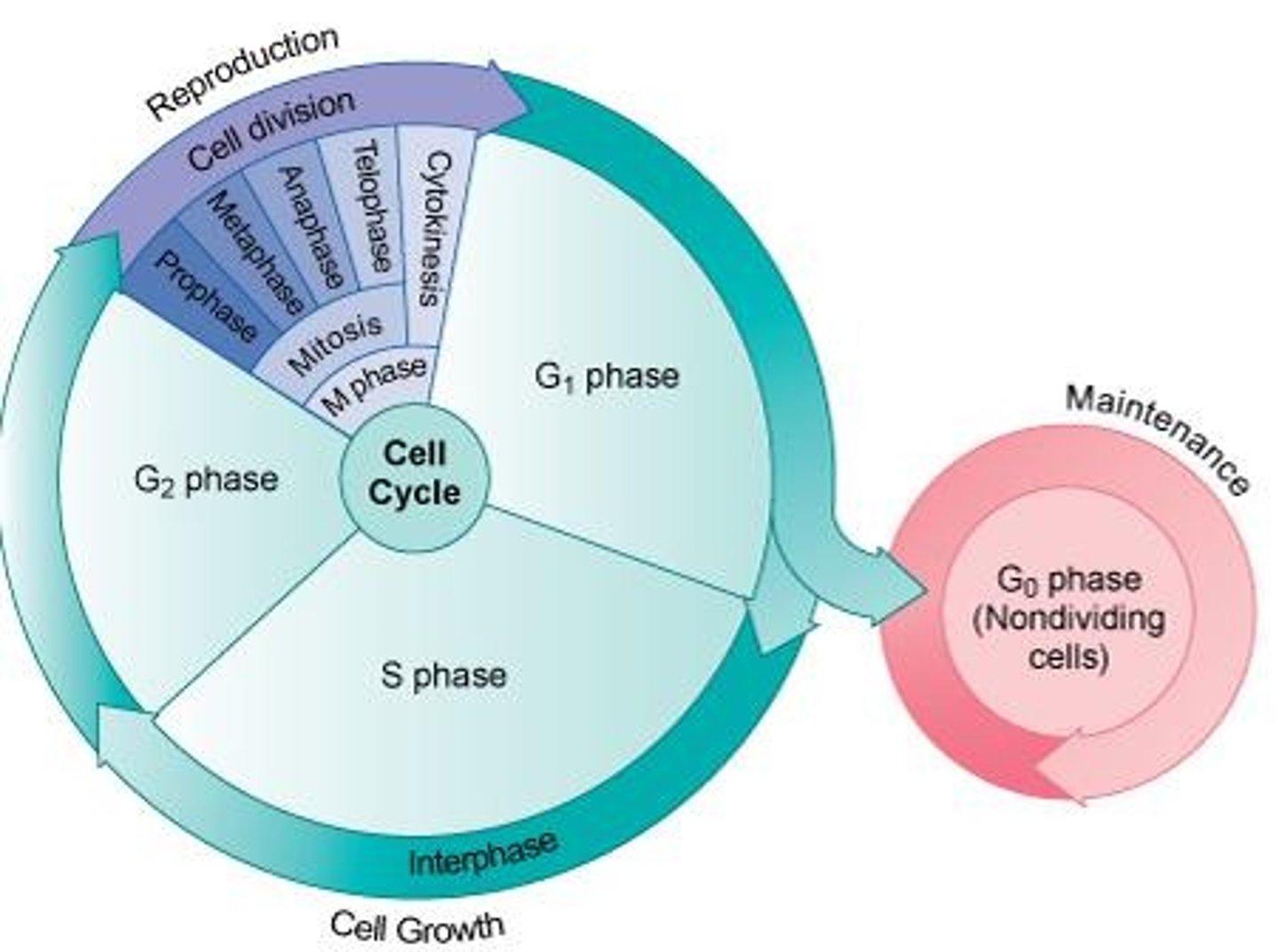 <p>Meiosis, which results in the production of haploid cells (n) containing only 23 single chromosomes.</p>