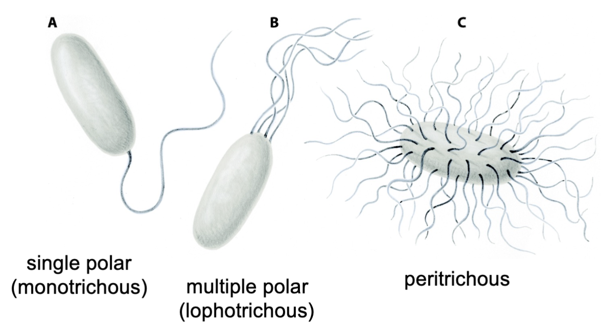 <p>single polar (monotrichous), multiple polar (lophotrichous), and peritrichous</p>
