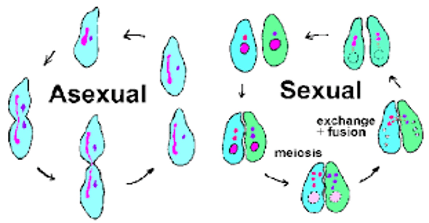 <p>Create new cells or a new individual</p>