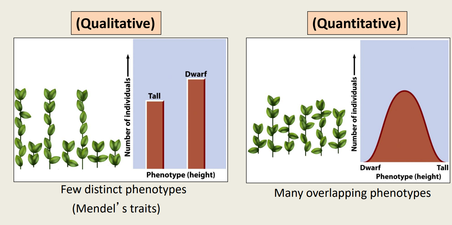 - Discontinuous characteristic- allows predictions about genotypes and genetic cross 
- Continuous characteristic- are polygenic and influenced by the environment= multifactorial