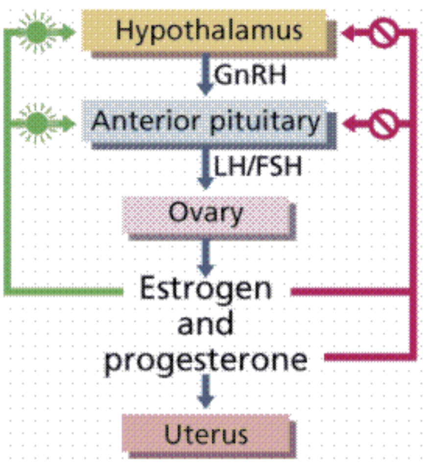 * estrogen and progesterone can be either a negative and positive regulator