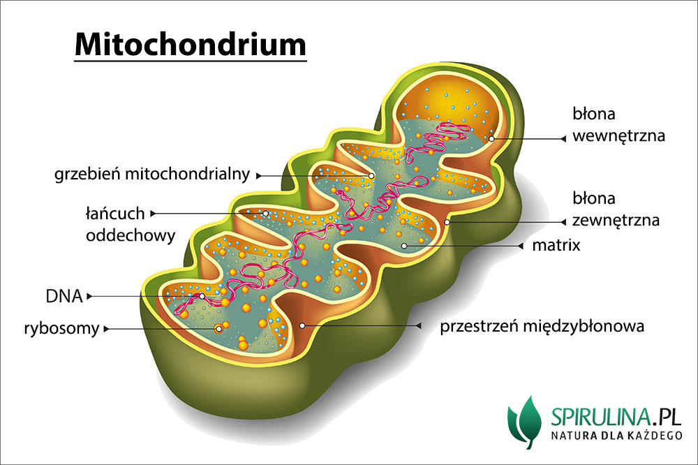 <p>mitochondrium</p>