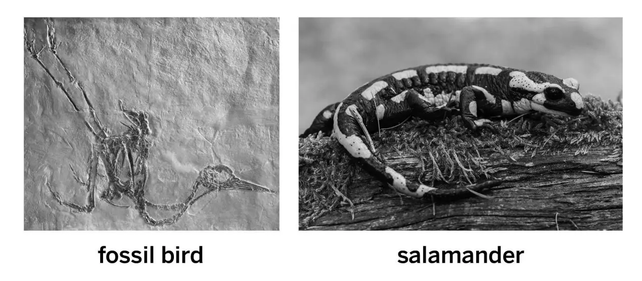 <p>The salamander and bird both inherited tails from a shared ancestor population. But the population separated into different environments where different types of tails evolved.</p>