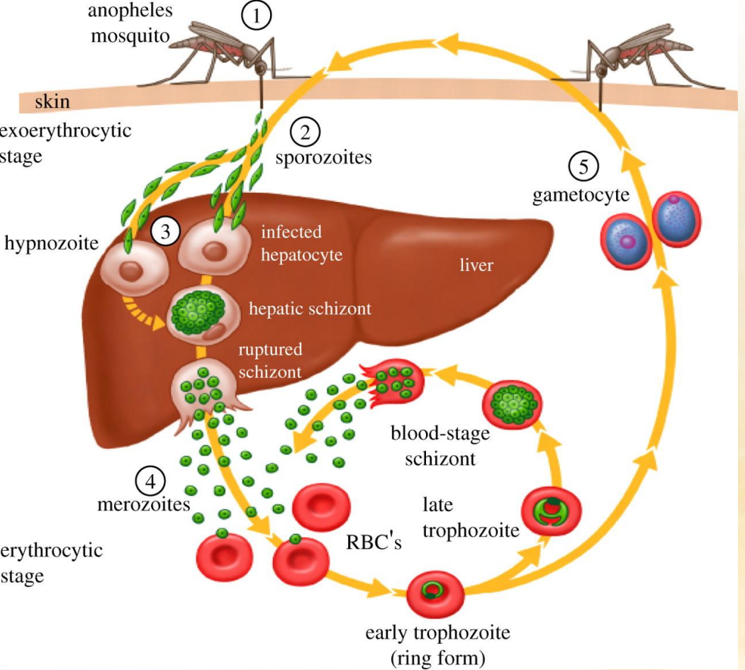 <p><strong>Plasmodium (genus)</strong>, of family plasmodidae of order Haemosporida. </p><ul><li><p><strong>Mosquito Bite</strong>: An infected mosquito injects sporozoites into a human.</p></li><li><p><strong>Liver Stage</strong>: Sporozoites travel to the liver, becoming trophozoites, infect liver cells, and develop into schizonts, which release merozoites.</p></li><li><p><strong>Blood Stage</strong>: Merozoites infect red blood cells, develop into trophozoites, mature into schizonts, and release more merozoites. Some merozoites develop into gametocytes.</p></li><li><p><strong>Mosquito Uptake</strong>: Another mosquito bites the infected human, ingesting gametocytes.</p></li><li><p><strong>Mosquito Development</strong>: Gametocytes develop into gametes, fertilize to form a zygote, which becomes an ookinete, then an oocyst. Oocysts produce sporozoites.</p></li><li><p><strong>Completion</strong>: Sporozoites migrate to the mosquito's salivary glands, ready to infect another human, continuing the cycle.</p></li></ul><p></p>