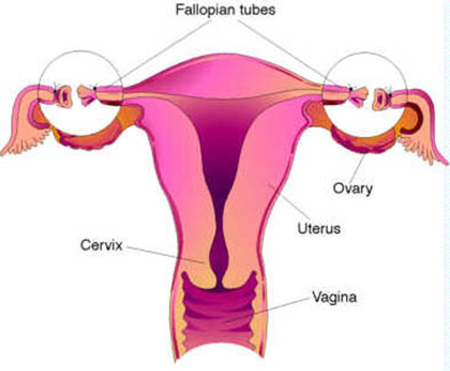 <p>A surgical procedure where a females fallopian tubes are cut and tied so that the egg cannot travel through the fallopian tubes.99% effective.</p>