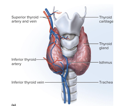 <p>Largest gland that is purely endocrine</p><ul><li><p>Made up of 2 lobes and an isthmus below the larynx</p></li><li><p>Dark reddish brown color bc of rich blood supply</p></li><li><p>Secretes thyroxine (T4) and triiodothyronine (T3) in response to TSH</p><ul><li><p>increases metabolic rate, O2 consumption, heat production, appetite, growth hormone secretion, alertness, reflex speed</p></li></ul></li></ul><p></p>