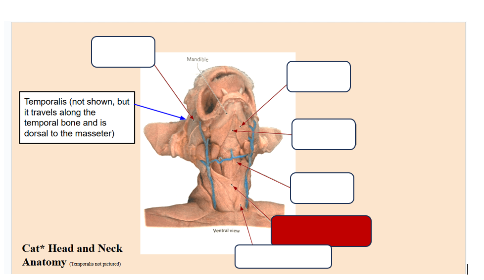 <p>Label the muscle</p>