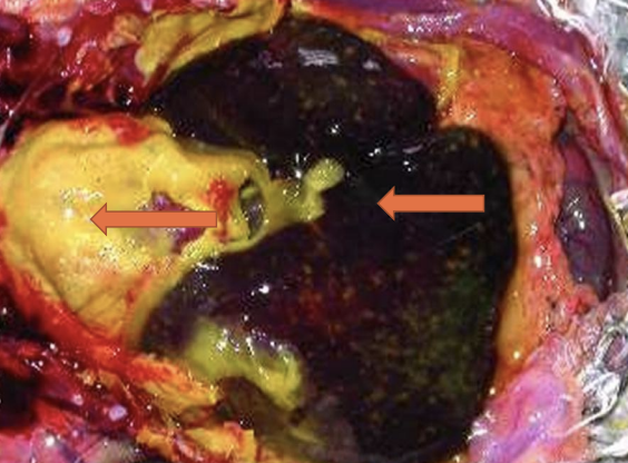 <p>C. psittaci in which animals will show signs like conjunctivitis, swollen eyes, rhinitis, weakness, and rattling sounds during breathing, along with the signs seen in turkeys?</p>