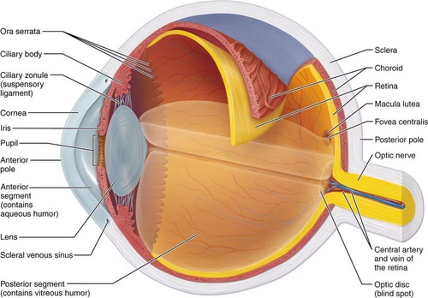 <p>The transparent part of the eye through which light enters.</p>