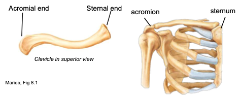 <p>collarbone; spans the superior thorax, S-shaped</p><p>attachments: manubrium of sternum, acromion process of scapula</p><p>function: provides muscle attachment, acts as brace for the scapula and arms</p>