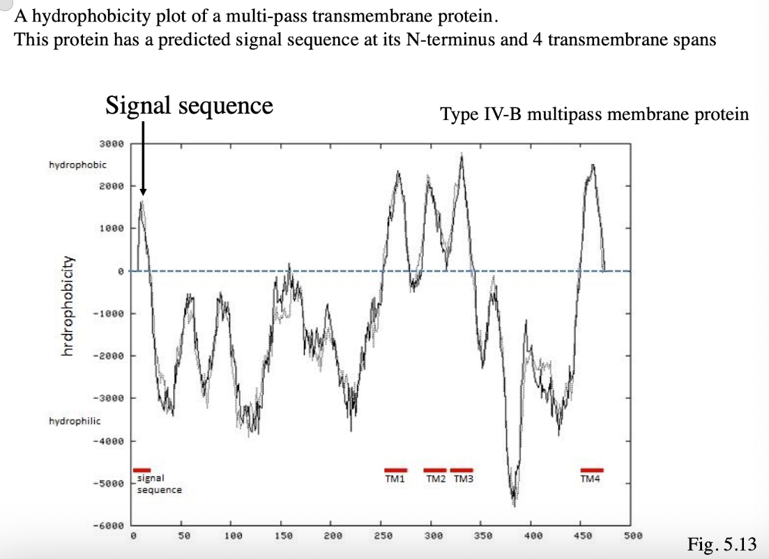 <ul><li><p>Protein has predicted signal sequence at its N-terminus (first peak) and 4 transmembrane spans (peaks after signal sequence)</p></li></ul><p></p>