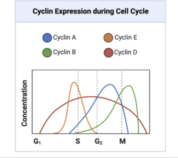 <p>Cellular CDK levels do not fluctuate throughout the cell cycle but cyclin levels do to control CDK activity at distinct phases</p>