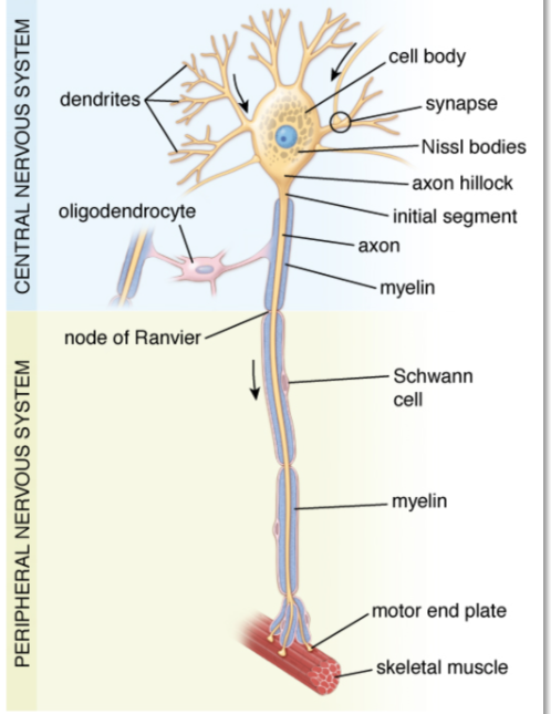 <p>functional unit </p>