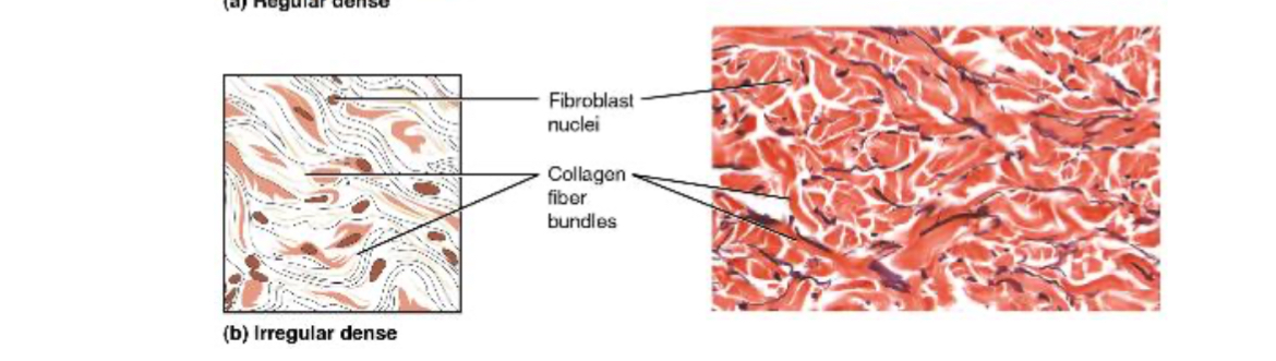 <p>Consists of collagenous fibers interwoven into a mesh-like network.</p>