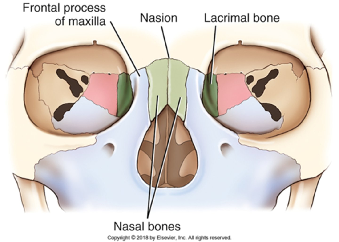 <p>A) Nasion</p><p>pg. 391: The point of junction of the two nasal bones with the frontal bone is a surface landmark called the nasion.</p>