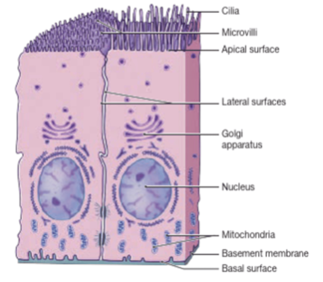 <p>The lower, attached side facing inward toward the body, attached to basal lamina.</p>