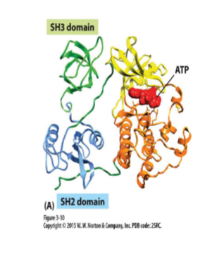 <p>Kinase — phosphorylate proteins (changes activity)</p><p>Src protein kinase has 3 domains</p><ul><li><p>SH2 and SH3 regulates kinase</p></li></ul><p></p>