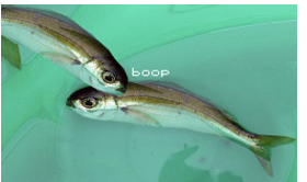 <p>Give me the scientific name of this species.</p>