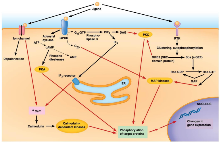 <p>Integration of Different Signaling Pathways:</p><ul><li><p>Through ___ </p></li><li><p>Cells integrate different signals for the right response</p></li><li><p>1 receptor can activate ___ pathway(s) or ___ pathway(s) can converge to make the ___ molecule(s)</p></li></ul><p></p>
