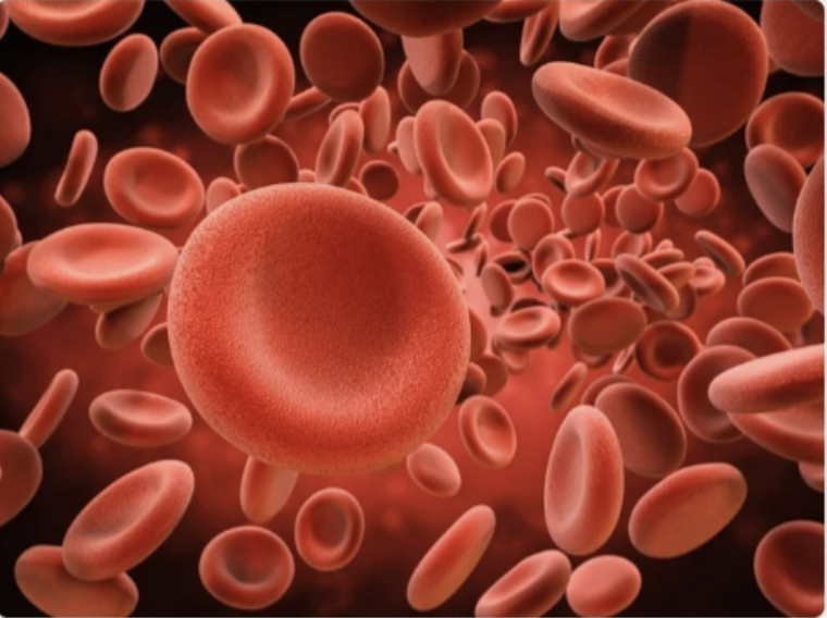 <p>Red blood cells</p>