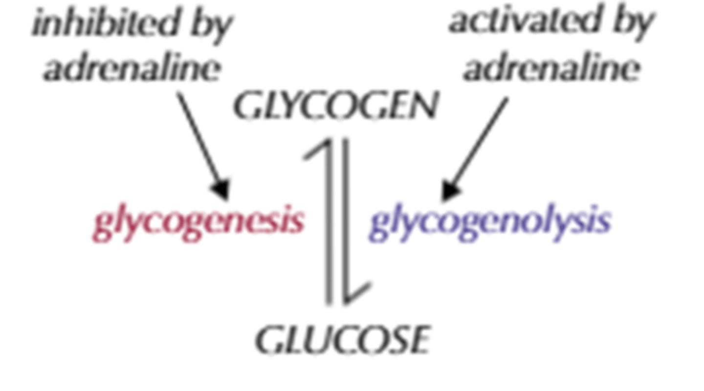 <p>1. adrenal glands secrete adrenaline when you are stressed, experiencing fear or exercising, in order to make more glucose available for muscles to respire</p><p>2. adrenaline binds to specific complementary receptors on cell surface membranes of target cells (liver)</p><p>3. this activates enzymes involved in glycogenolysis, which increases glucose concentration inside cells, creating a concentration gradient so more glucose leaves the cells into blood via facilitated diffusion</p><p>4. adrenaline also inhibits glycogenesis and insulin secretion</p>