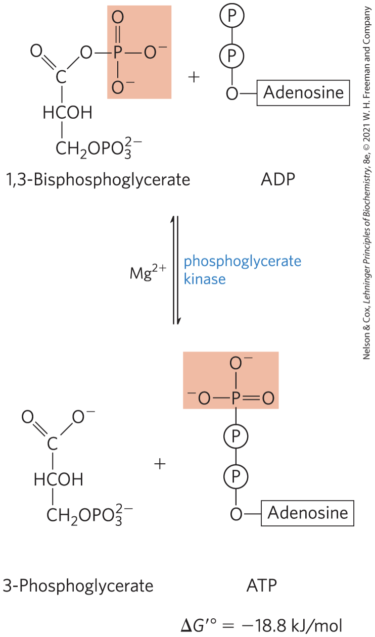 <p><strong>phosphoglycerate kinase </strong>transfers the high-energy phosphoryl group from the carboxyl group of 1,3-bisphosphoglycerate to ADP </p><p>forming <strong>ATP</strong> and 3-phosphoglycerate</p><p></p>
