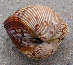 WHAT CLASS OF MOLLUSCA IS THIS?