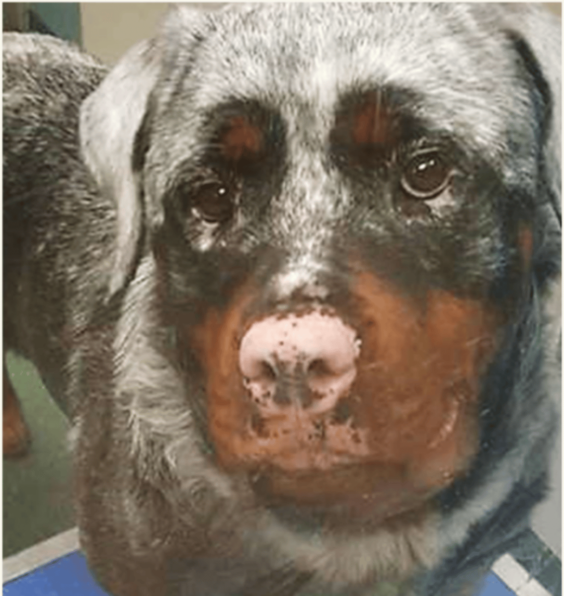 <p>¿lesión?</p><p>¿primaria o secundaria?</p>