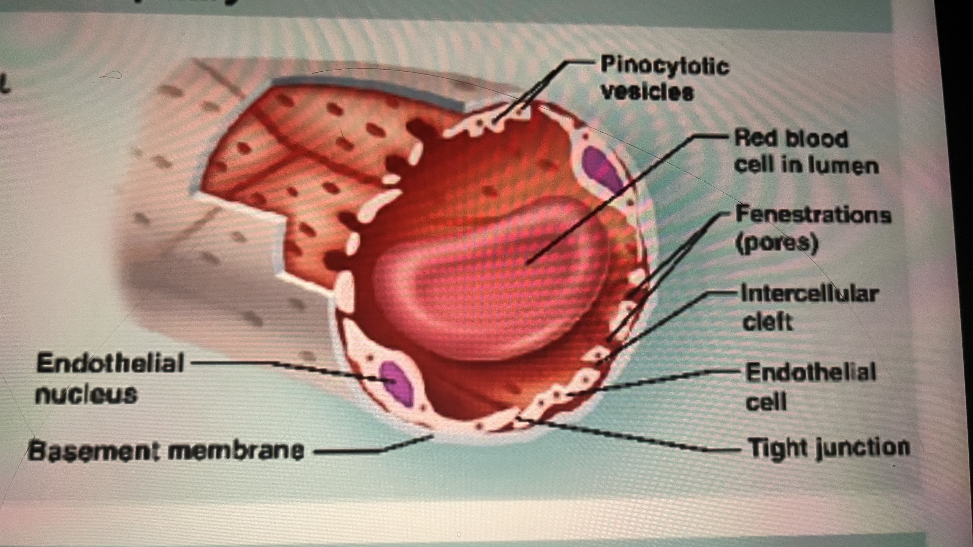 <p>active filtration,kidney</p><p>Swiss-cheese like pores </p>