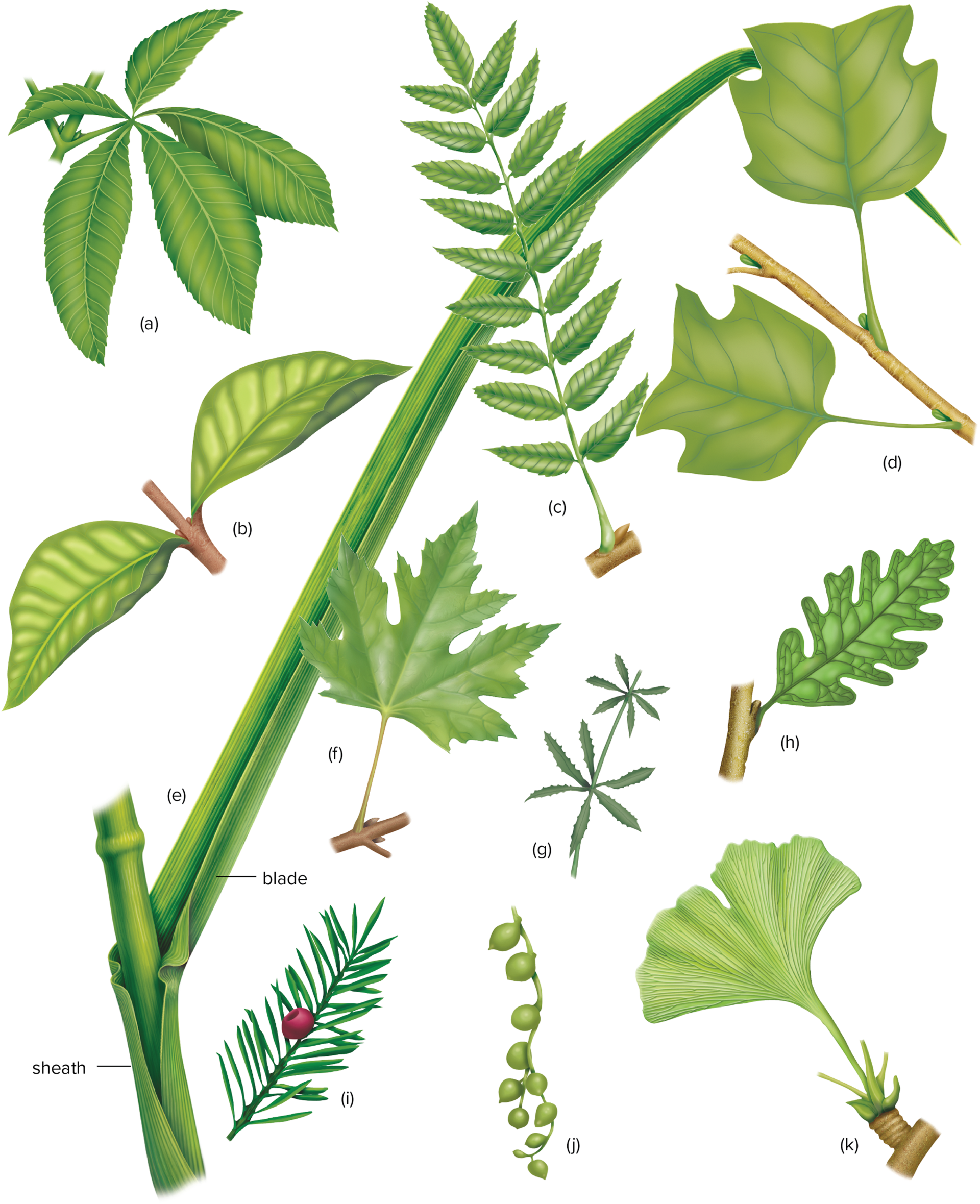 <p>a: palmate leaf of buckeye</p><p>b:opposite</p><p>c: pinnately compound</p><p>d: alternate, simple but lobed leaves</p><p>e: parallel-veined leaf of grass</p><p>f: palmately veined of maple</p><p>g: whorled leaves</p><p>h: pinnately veined, lobed leaf of oak</p><p>i: linear leaves of a yew</p><p>j: globe-shaped succulent leaves</p><p>k: fan-shaped leaf of ginko showing dichotomous venation</p>