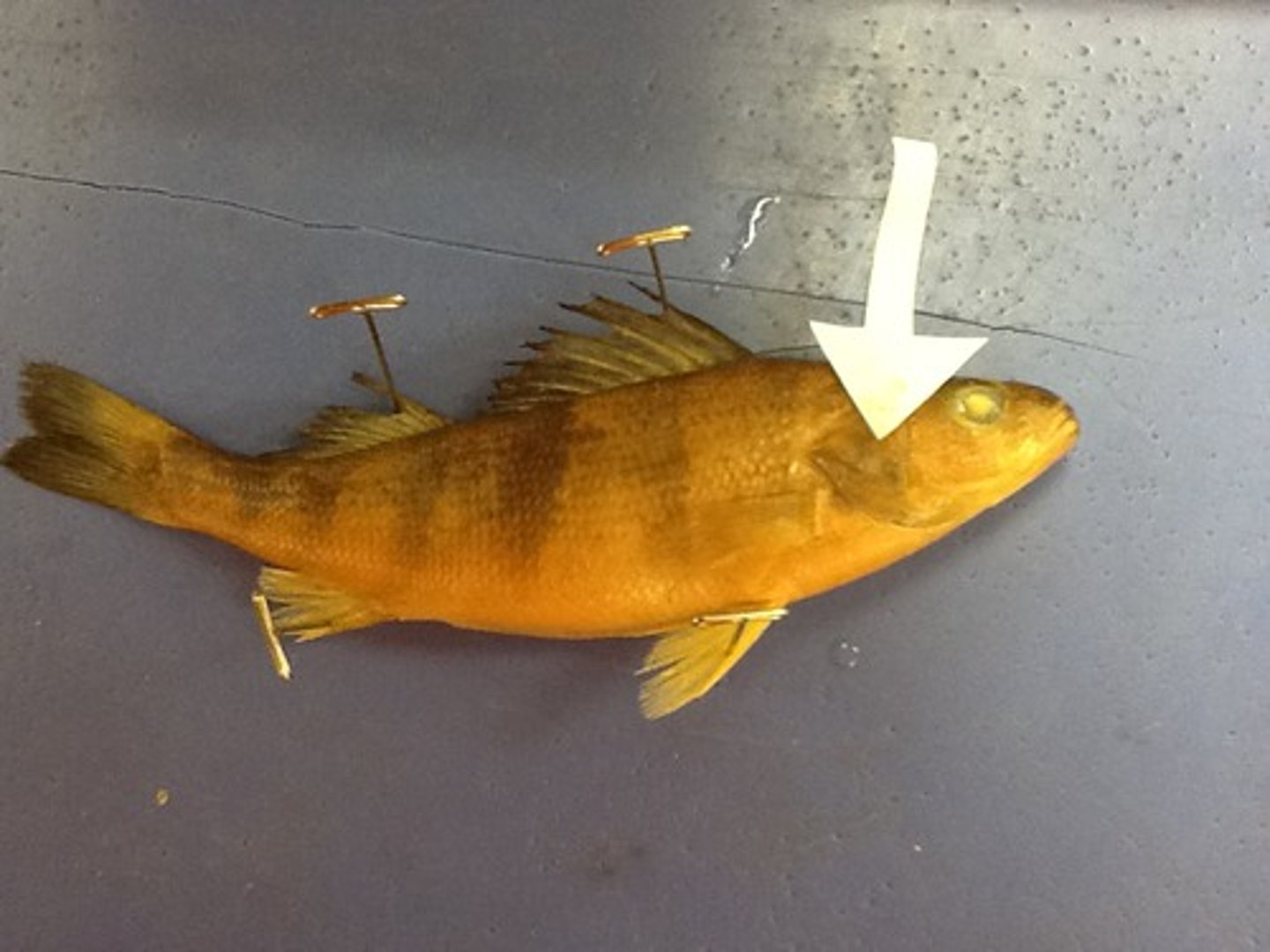 <p>A hard plate on either side of the head that covers and protects the gills</p>