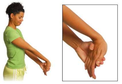 <p>To self-stretch the Wrist Flexors, what movements do you need to do?</p>