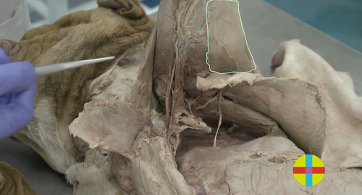 <p>es una delgada banda muscular situada en la cara medial y caudal del brazo.</p><p>Origen: borde cd escápula</p><p>Inserción: fascia antebrazo</p><p>Función: tensar la fascia del antebrazo. Extensor codo.</p><p>Inervación: n. radial.</p>