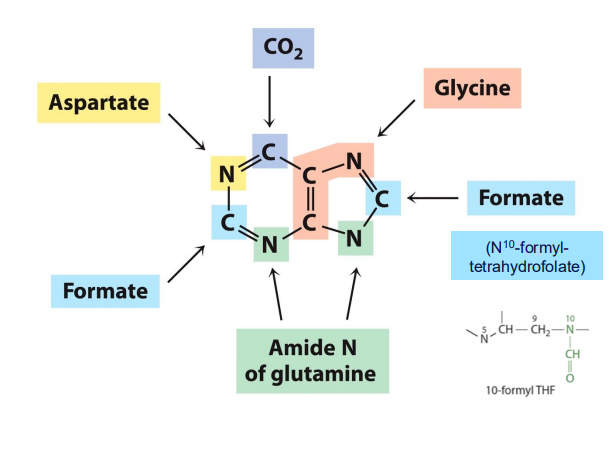 <p>Folate (Vitamin B9) Functions Pyrimidines and Purines</p>