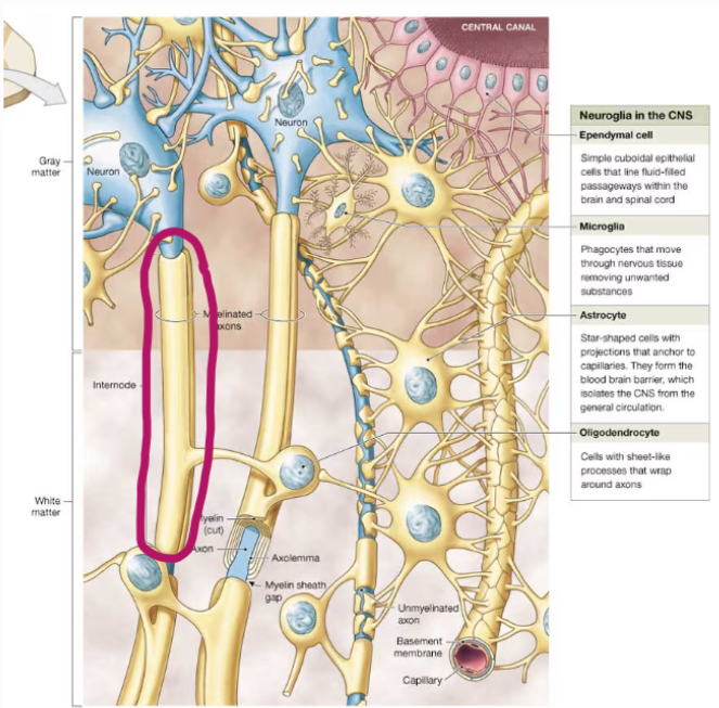<p>sections of myelinated nerve fibers between two successive nodes</p>