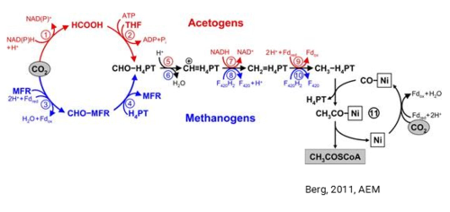 <p>Wood-Ljundahl Pathway</p>
