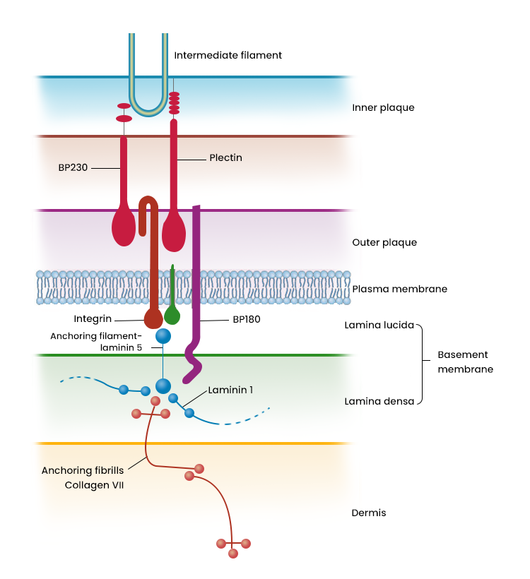 <p>intermediate Filaments</p>