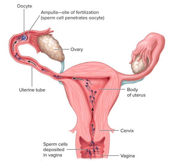 <p>parts of female reproductive tract</p>