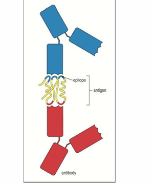 <p>antigen - any foreign molecule that triggers an adaptive immune response</p><p>epitope (or antigenic determinant) - the small specific part of the antigen that the antibody molecules bind to</p><p>paratope - the corresponding site on the antibody that binds to an epitope </p>