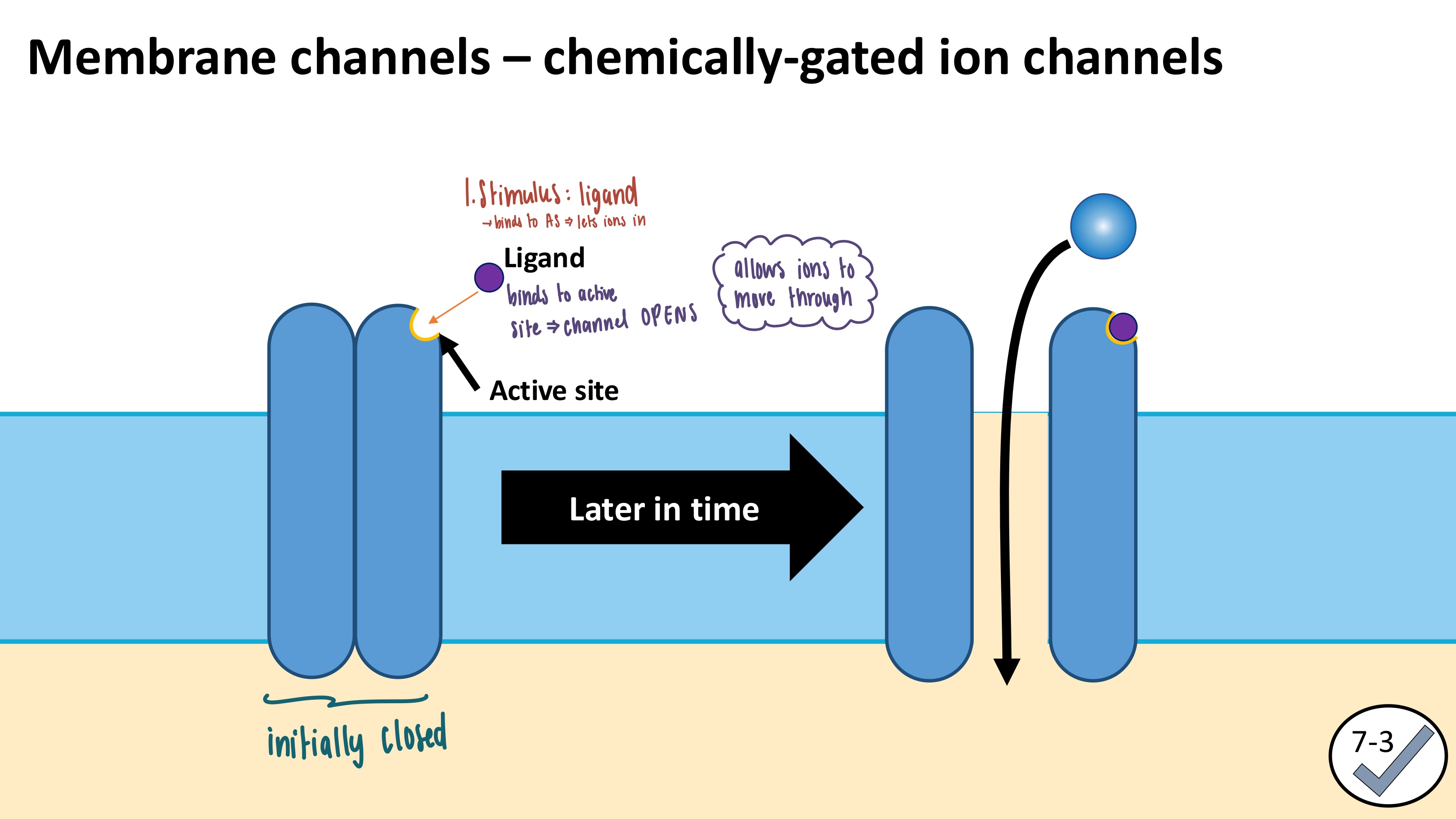 <ol><li><p><strong>Stimulus</strong>: ligand (neurotransmitter- a chemical signal)</p><ul><li><p>ligand/neurotransmitter BINDS to the active site of the chemically gated ion channel</p></li></ul></li><li><p>Chemically gated ion channel OPENS</p></li><li><p>Ions can flow into the cell</p></li></ol><p></p>