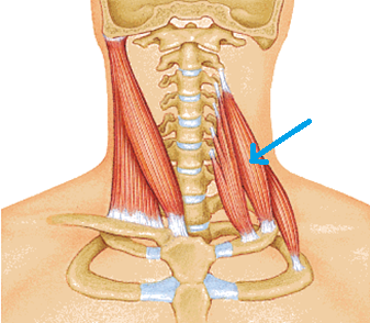 Scalenes
Origin:
Insertion:
Action:
