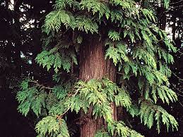 <p>What tree is this?</p>