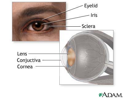 <p>A clear, flexible structure that makes an image on the eye's retina. This is flexible so that it can change shape, focusing on objects far away and close up.</p>